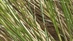 Calligrapha polyspila