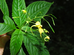 Impatiens racemosa