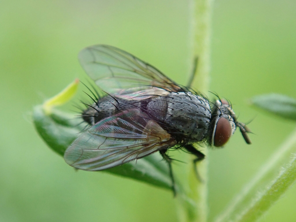 Cadurciella