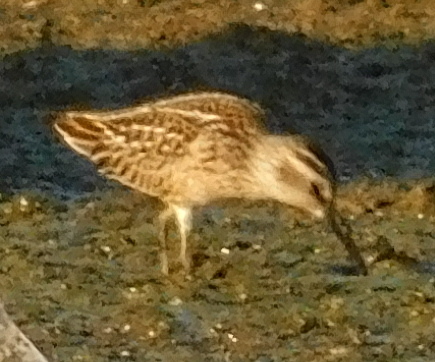Plosnatokljuni žalar (Calidris falcinellus)