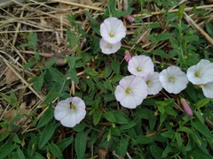Convolvulus arvensis