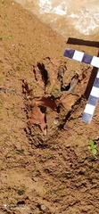 Procyon cancrivorus