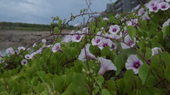 Ipomoea amnicola