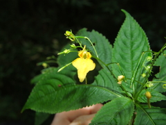 Impatiens racemosa