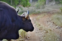 Bos gaurus
