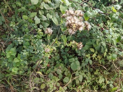 Pentanema squarrosum