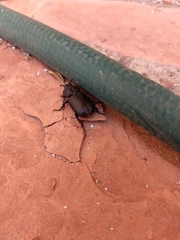 Hemiphileurus illatus