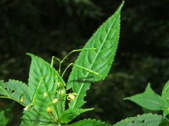 Impatiens racemosa