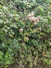 Pentanema squarrosum