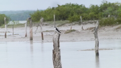 Tachycineta albilinea