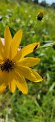 Helianthus hirsutus