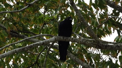 Corvus imparatus