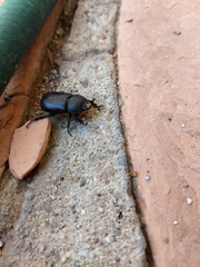 Hemiphileurus illatus