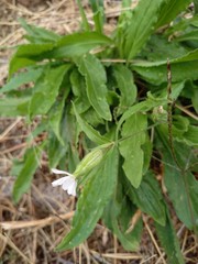 Silene latifolia