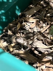 Sceloporus cowlesi