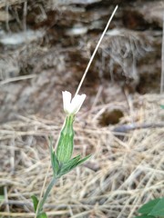 Silene latifolia