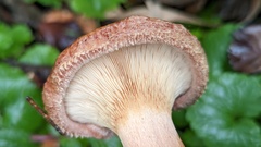 Paxillus involutus