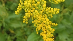 Solidago chilensis