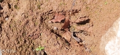 Procyon cancrivorus