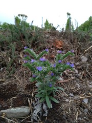 Echium vulgare