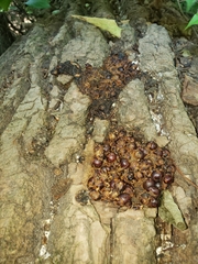 Mammalia