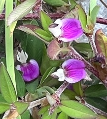 Glycine tabacina