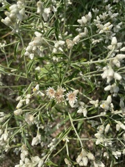 Pseudognaphalium obtusifolium