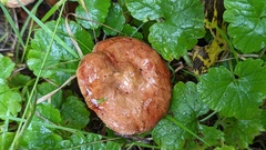 Paxillus involutus