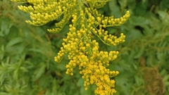 Solidago chilensis