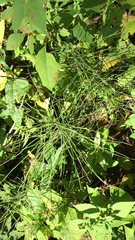 Equisetum