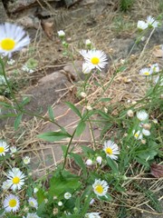 Erigeron annuus