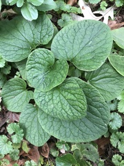 Brunnera macrophylla