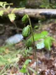 Epipactis