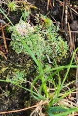 Cladonia coniocraea