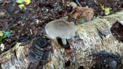 Pluteus