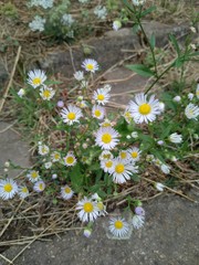 Erigeron annuus