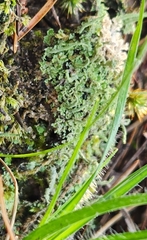 Cladonia coniocraea
