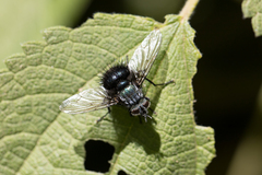 Tachininae