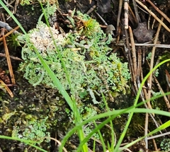 Cladonia coniocraea