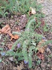 Echium vulgare