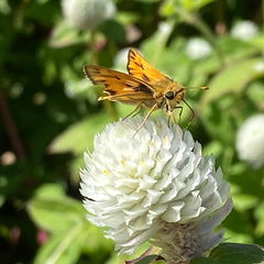 Hylephila phyleus