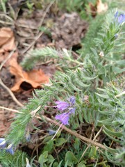 Echium vulgare