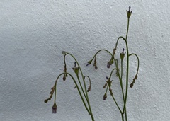 Wahlenbergia