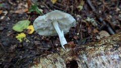 Pluteus