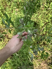 Pycnanthemum