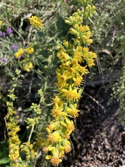 Solidago virgaurea
