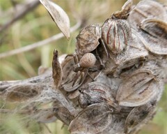 Thomisidae
