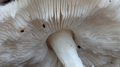 Pluteus