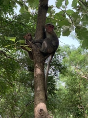 Macaca radiata