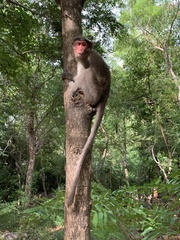 Macaca radiata